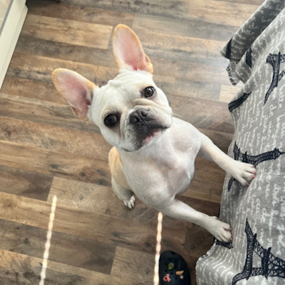 Meet your Posher, Jonas